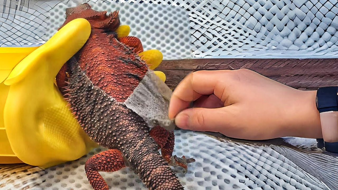 Bearded Dragon Shedding ASMR - Ep.5 | Gentle Skin Removal