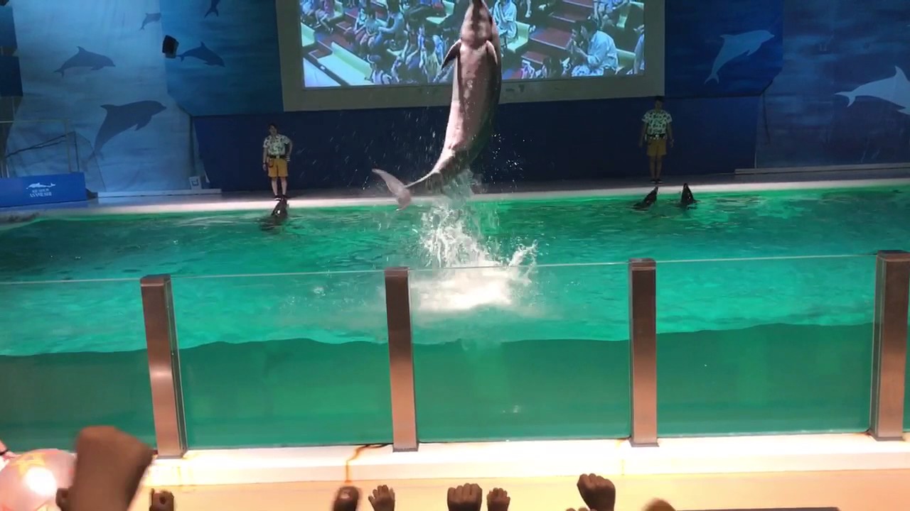 浅虫水族館 イルカショー 2017.7