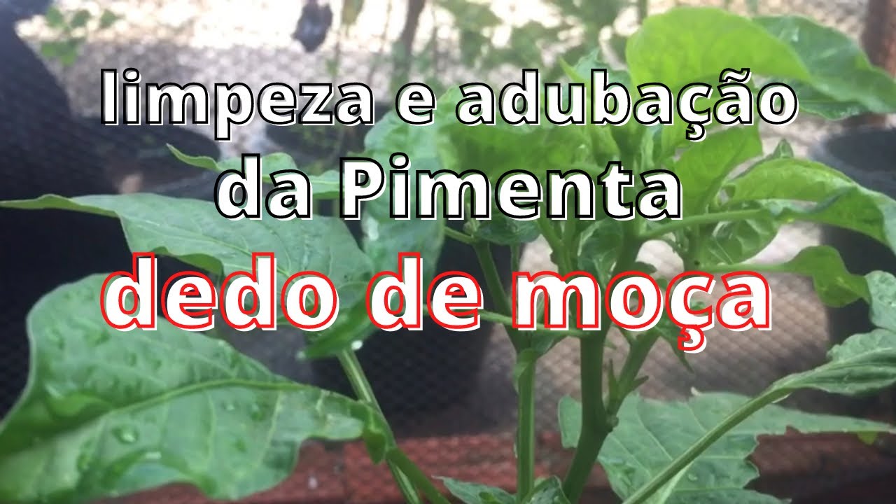 pimenta dedo de moça em vaso cuidado importante para a planta
