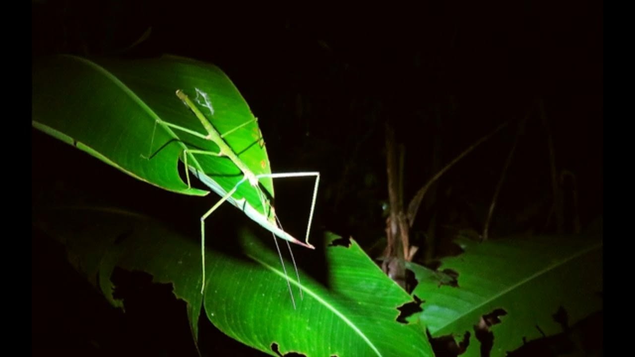 Explore the Jungle at Puerto Maldonado PERU (Part Two)