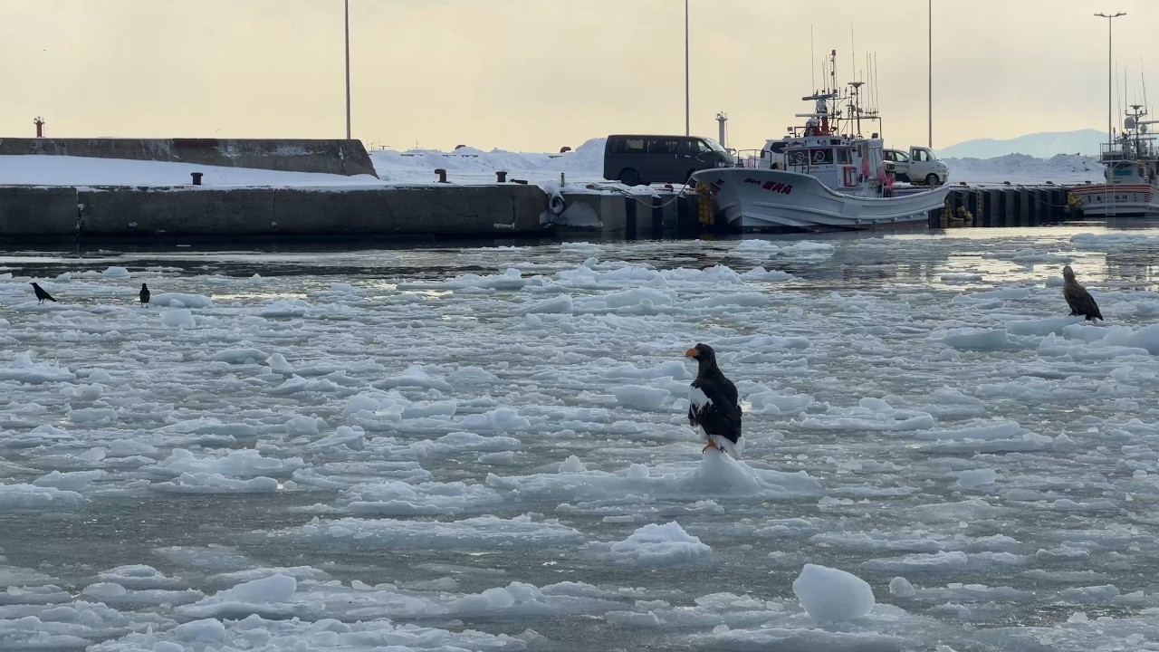 20260213 知床クルーズ＠羅臼