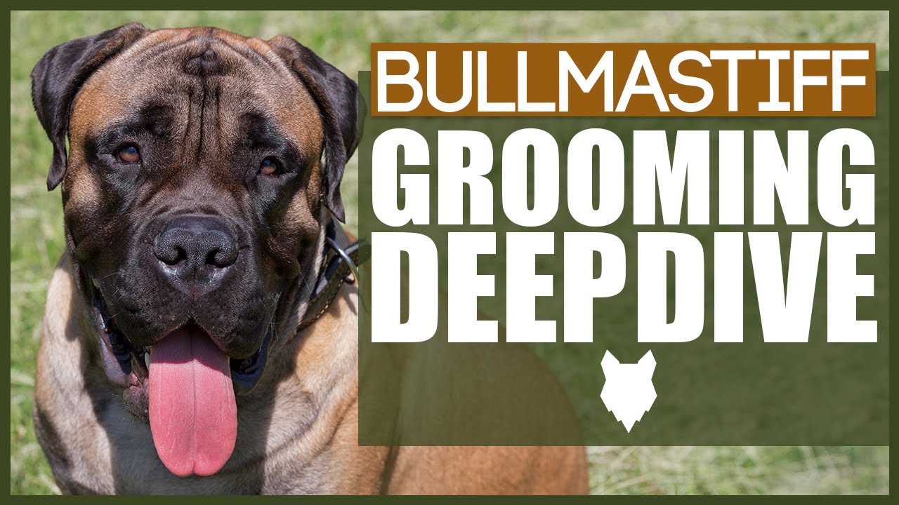 BULLMASTIFF GROOMING DEEPDIVE