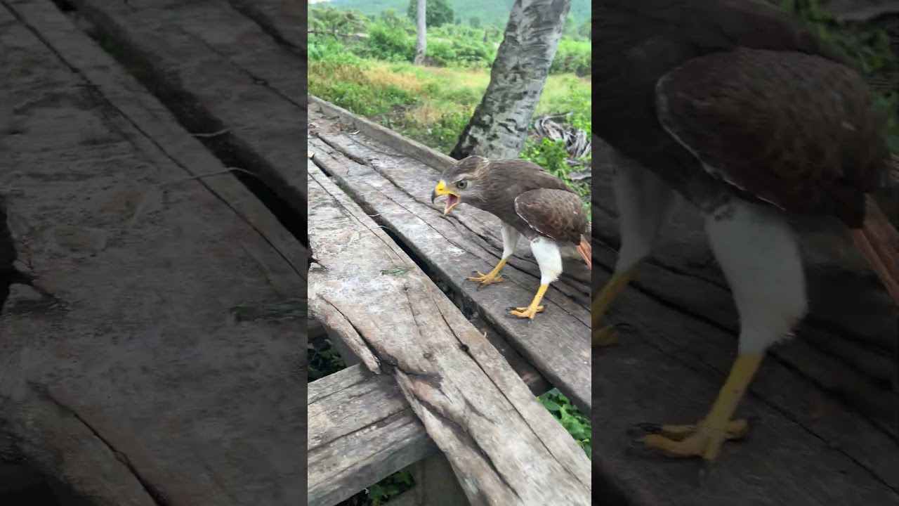 Hawk Sounds to Scare Birds🦅#shorts #hawk #birds #animals #eagle #wildlife