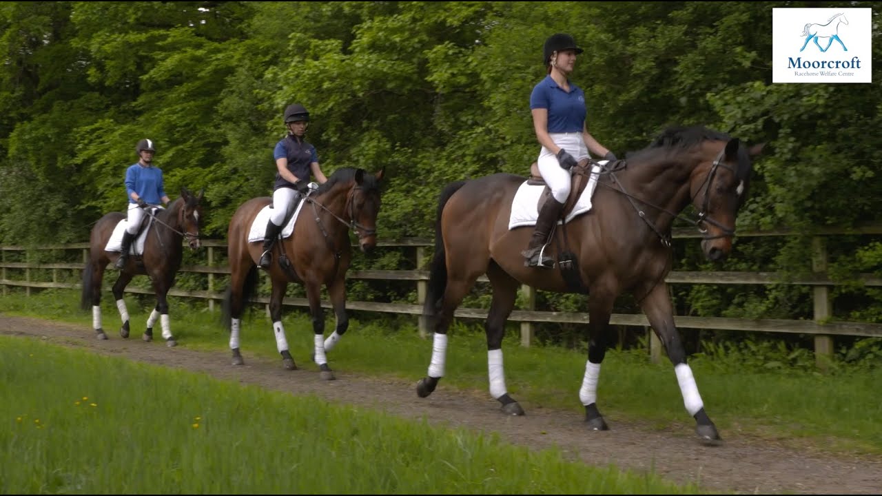 Moorcroft Racehorse Welfare Centre