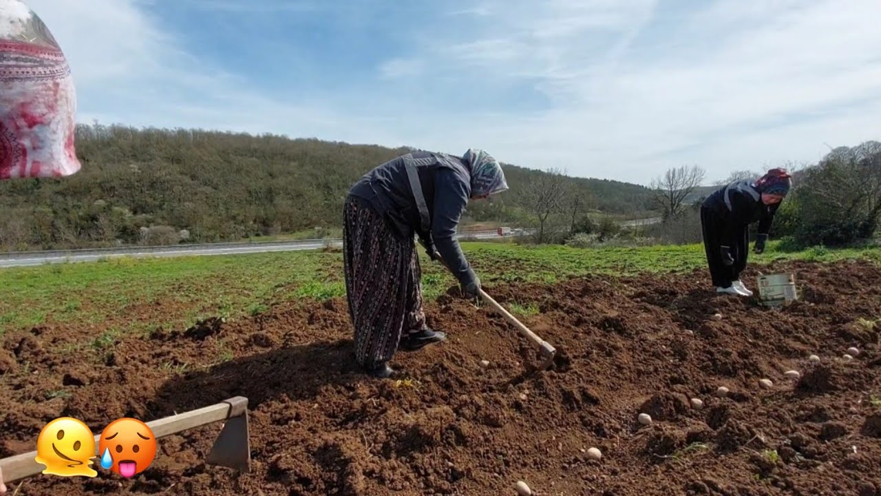 SABAH AHIRINI YAPTIK 🐑🐄 PATATES EKTİK 🥔 HAVA ÇOK SICAK 🫠🥵