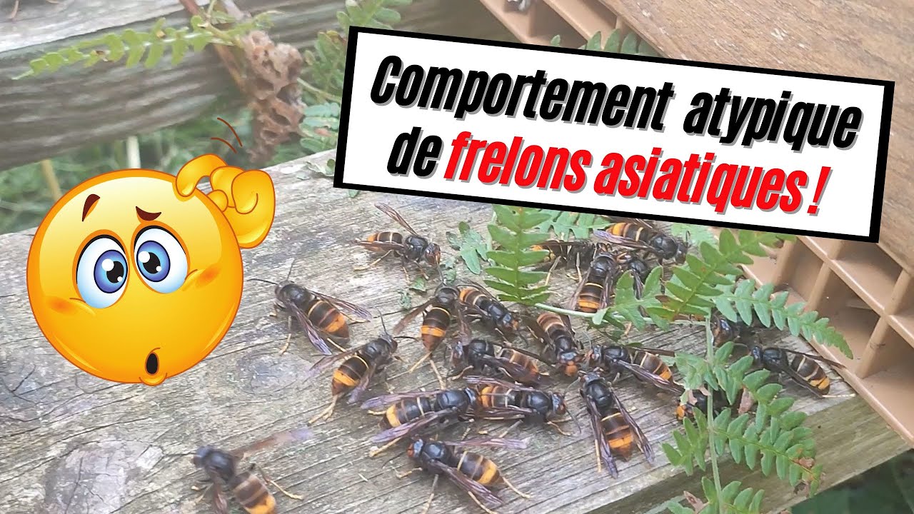 Frelon asiatique : Comportement atypique observé sur le rucher ! 🤔