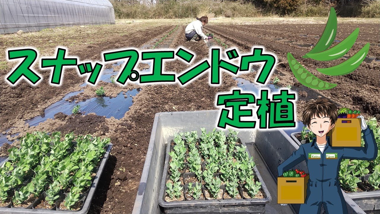 【スナップエンドウの定植】ようやく露地野菜も作れる気候になってきました。