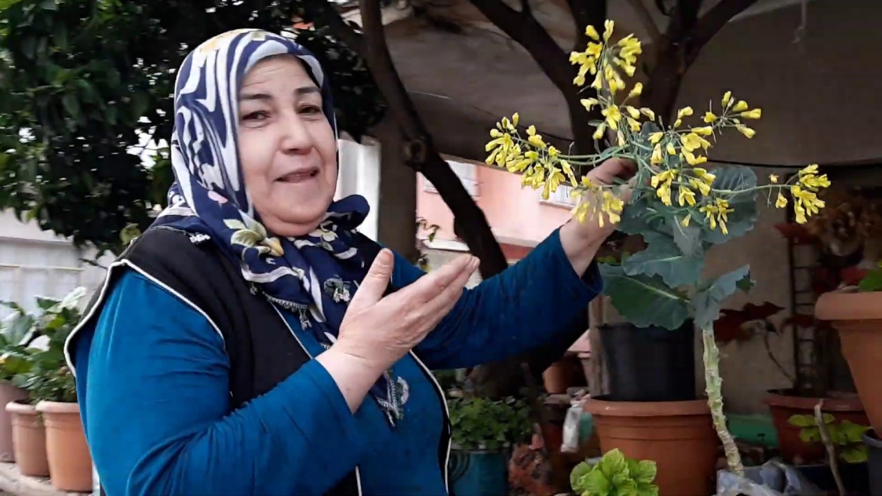 BAHÇEME NAZAR DEĞDİ🥀 🌻 🌷BAHÇEMİN YAZ ÖNCESİ SON HALİ