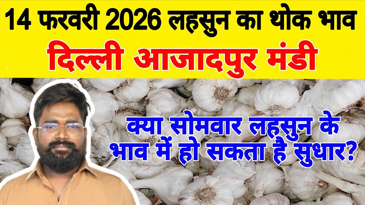 14 Feb 2026 | Today Garlic Market Price | Garlic Price The Shocking Prediction #mandirates #garlic