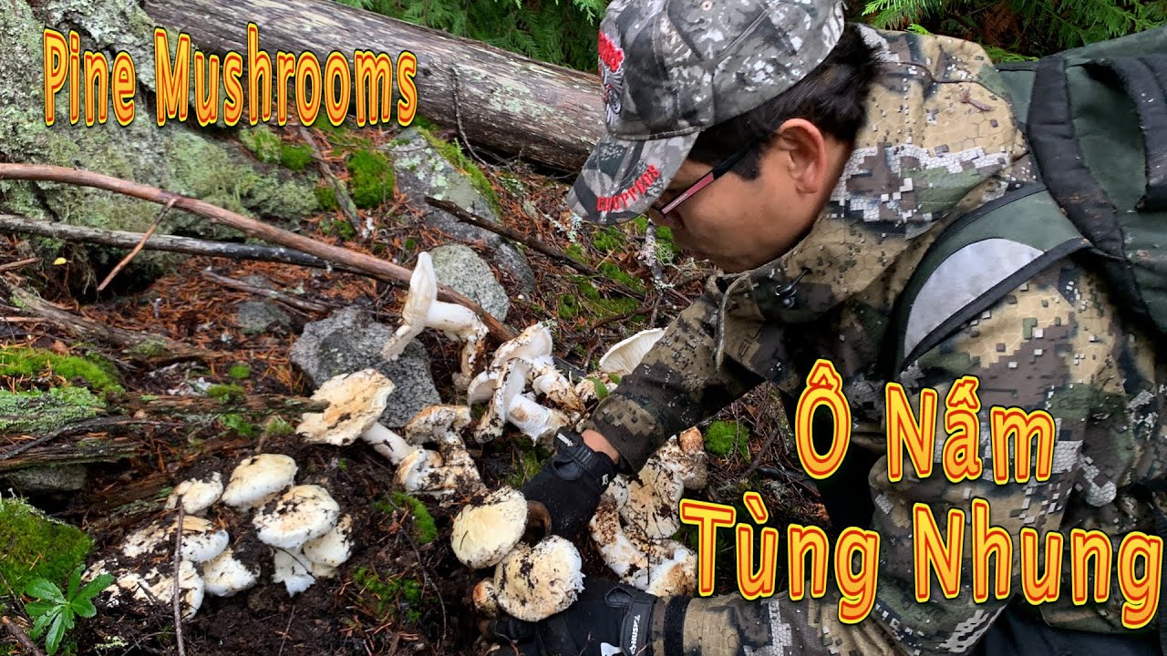 Tìm Được Ồ Nấm Tùng Nhung Khủng Nhất | Matsutake Mushrooms