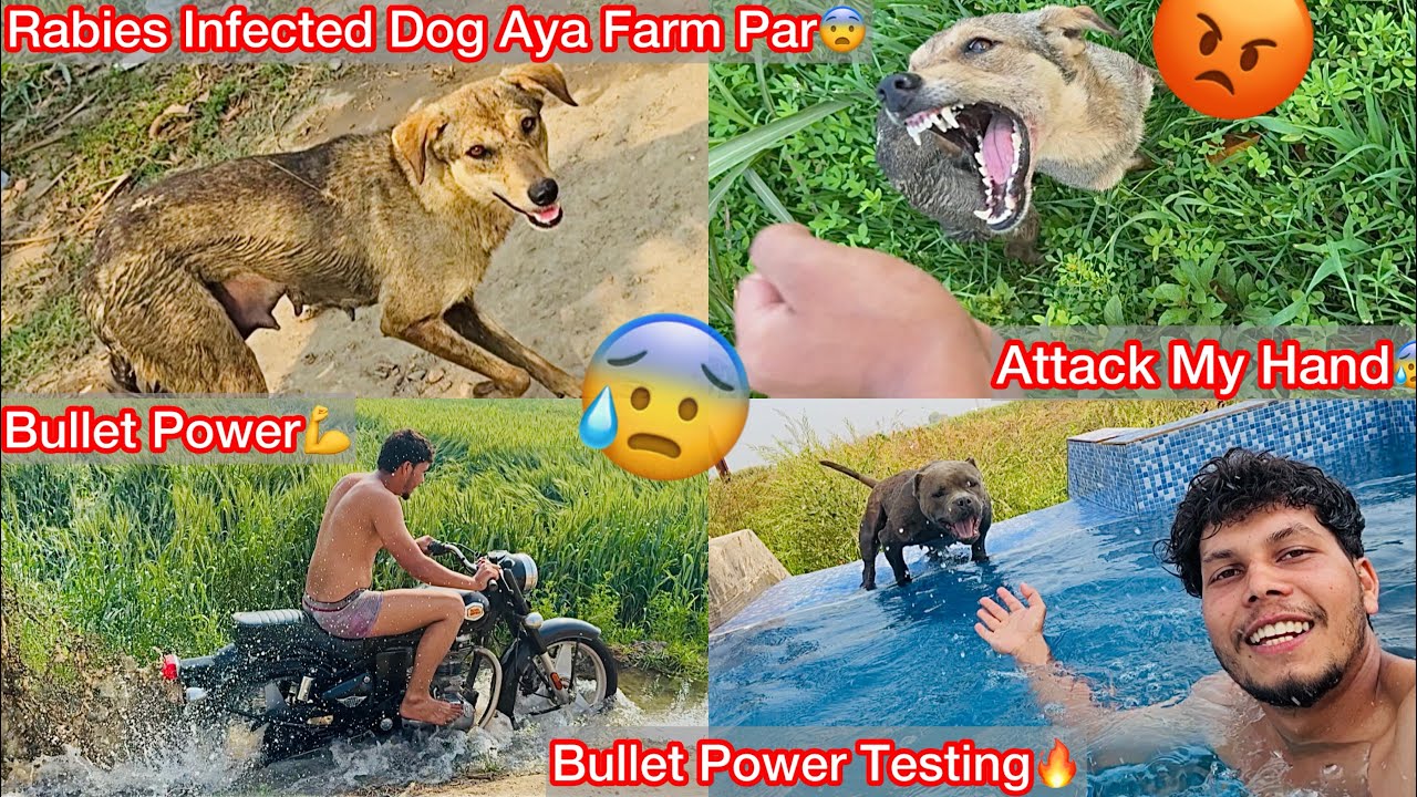 Pagal Dog Aagya Farm K Bhar😨Picha Pad Gya Attack My Hand😨 Bullet Ki Kre Power Testing 💪 Coco Jalpri🔥