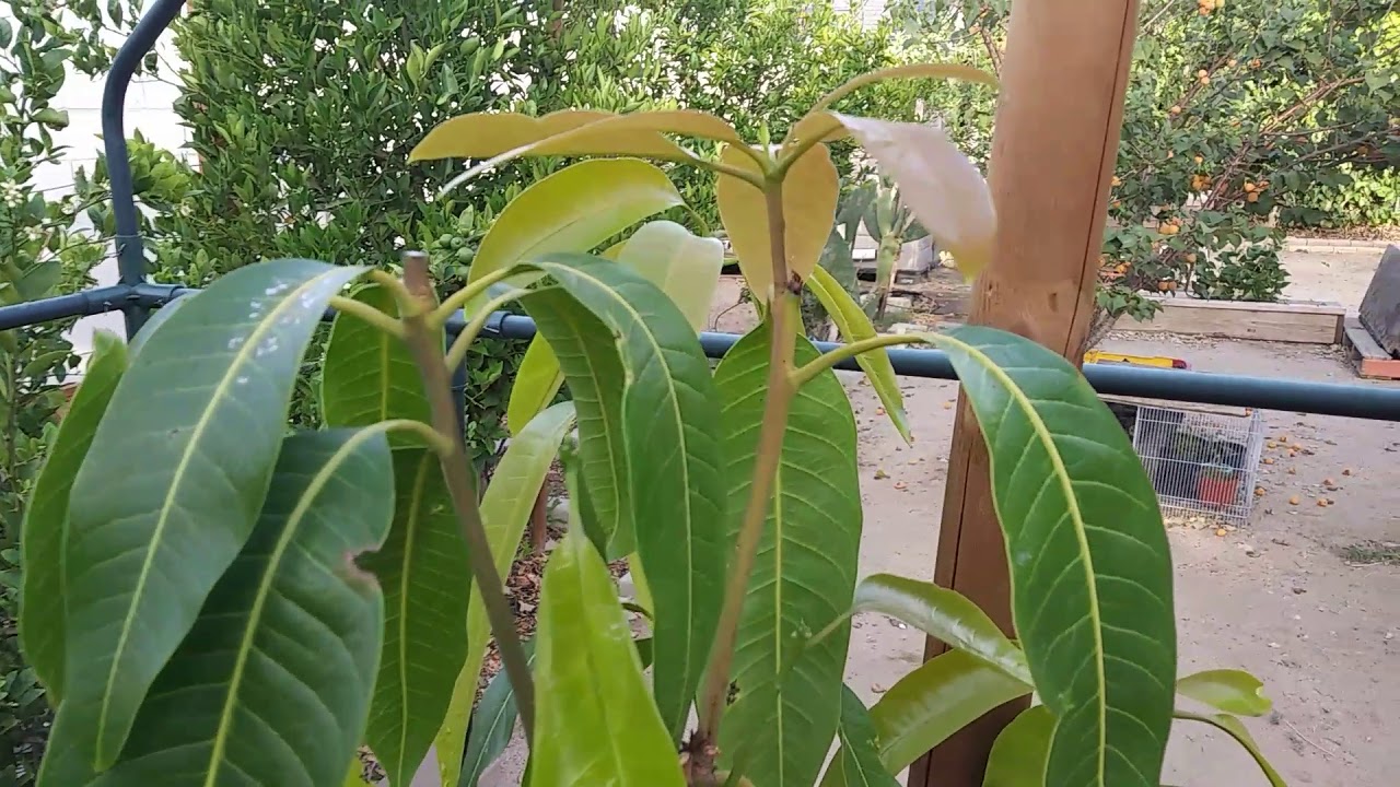 How to prune a mango tree and why