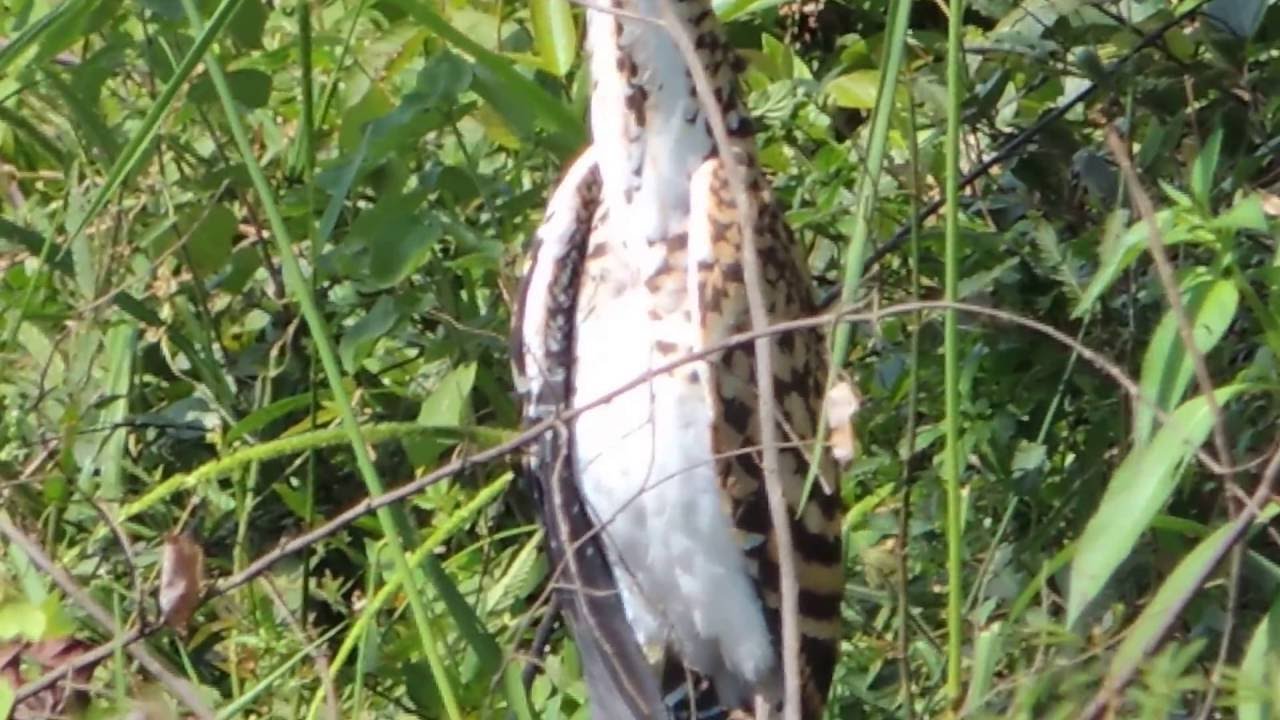 Aves de Venezuela  -  Ave de Barinas - P&aacute;jaro Vaco Juvenil - Tigrisoma lineatum