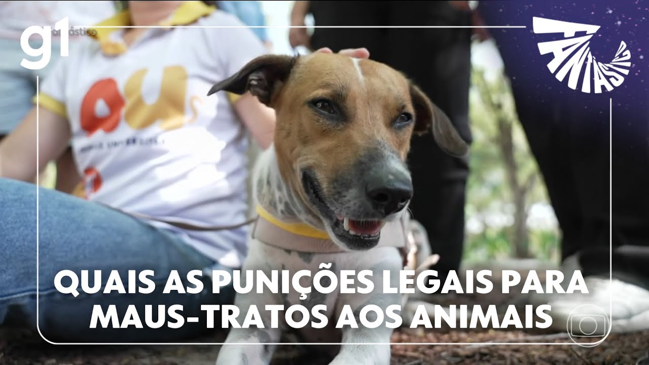 Fant&aacute;stico: Por que lei que pune maus-tratos a animais &eacute; t&atilde;o branda no Brasil?
