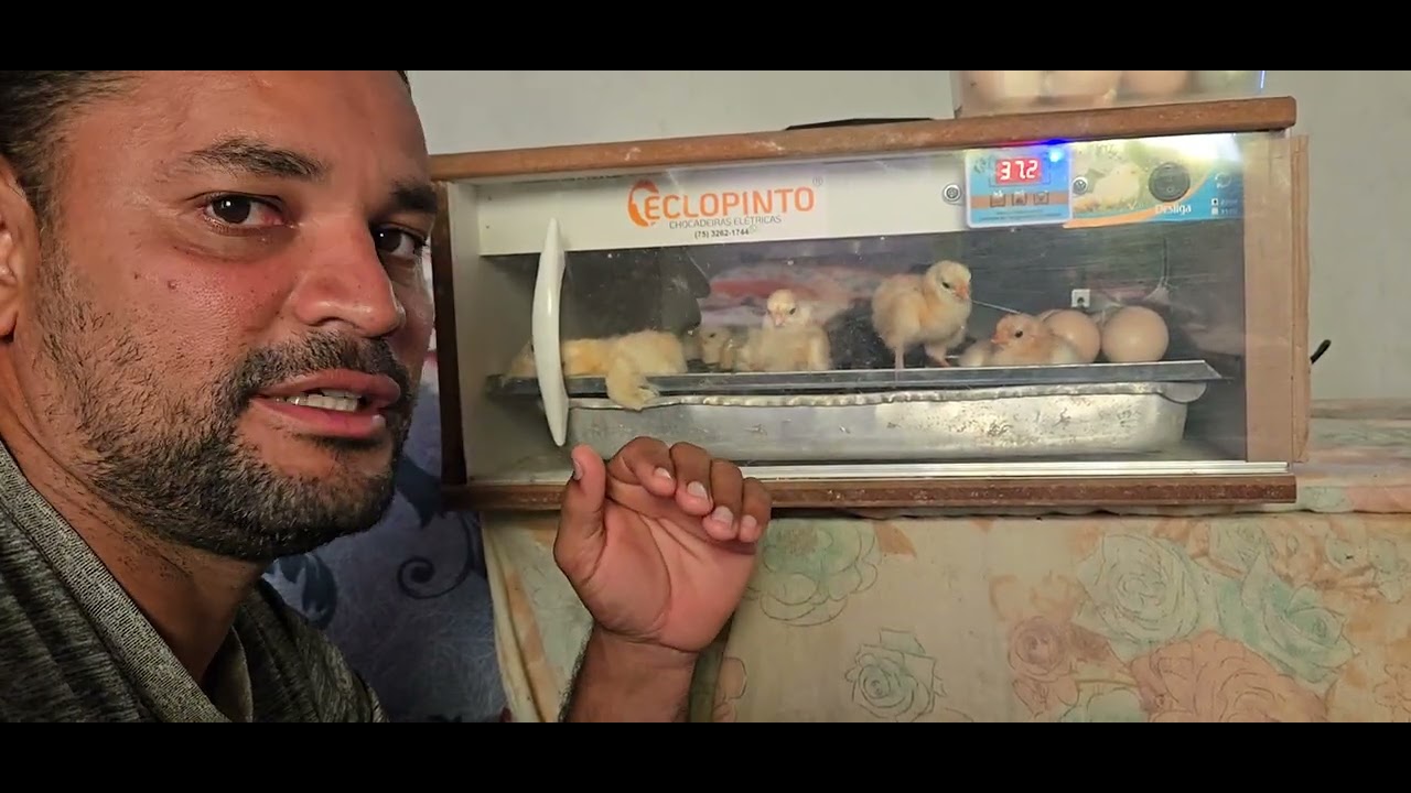 Atualização da chocadeira eclopinto 