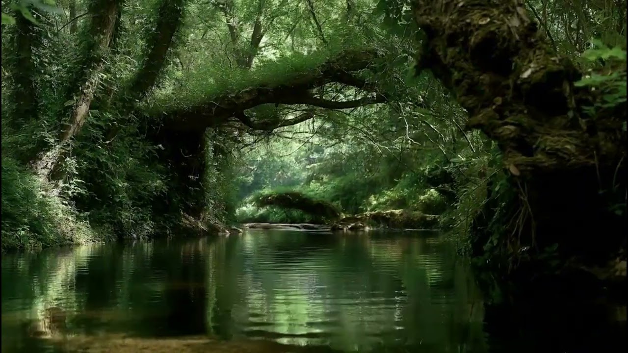 Peaceful Forest River Ambience 🌿 3 Hours of Pure Nature Sounds for Study and Focus, No Music