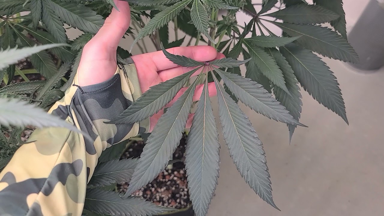 Exotic Genetix - Archive Seedbank | Day 45 Growers Choice LED garden update