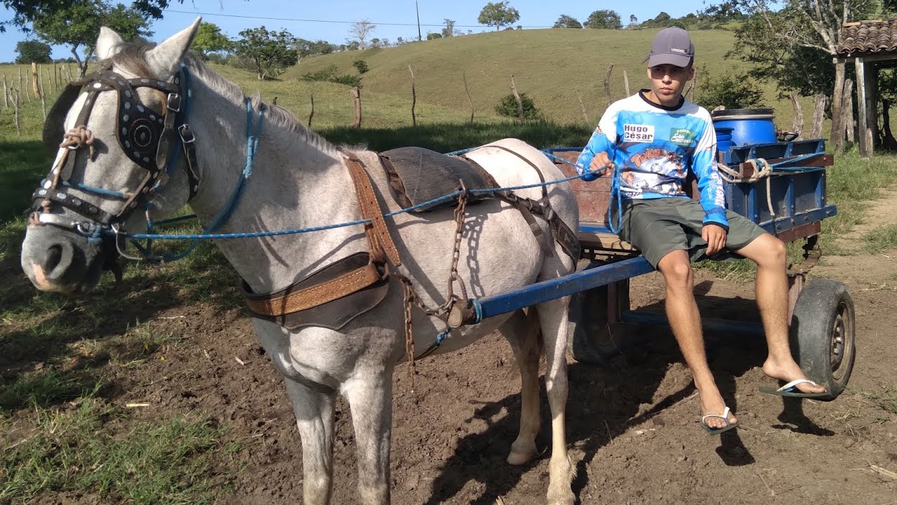 LEVANDO O LEITE ATÉ O PONTO DE VENDA NA CARROÇA DE BURRO