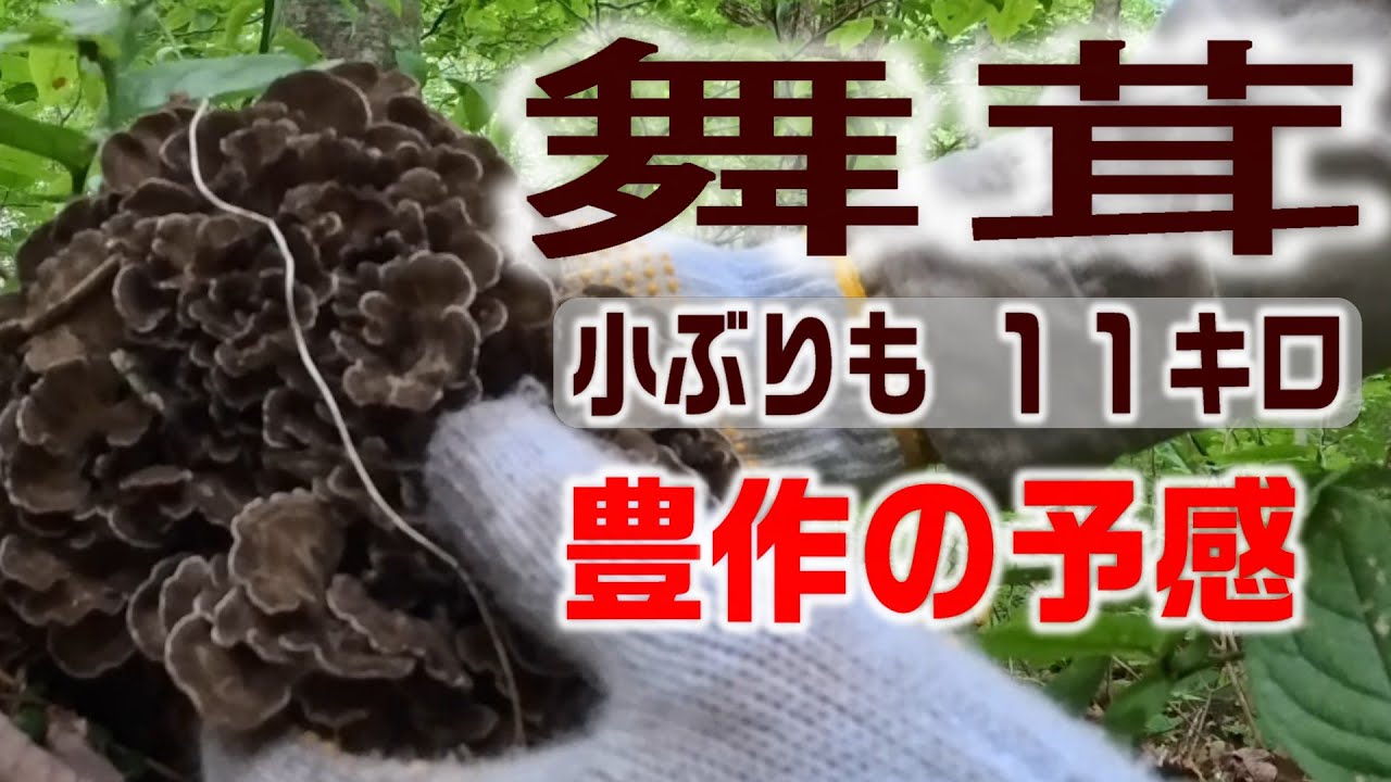 2025年9月21日舞茸採り　水はけの良い中生