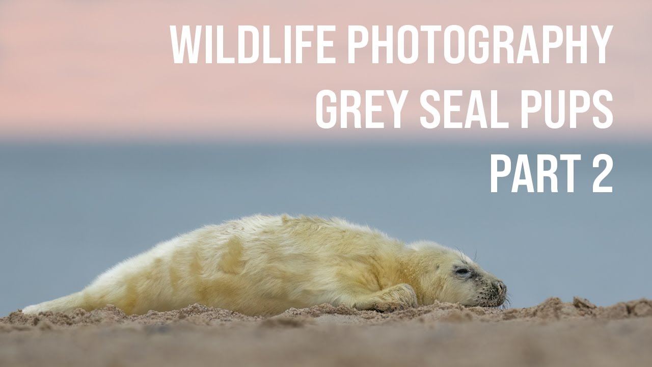 Photographing GREY SEAL PUPS in NORFOLK - Part 2 - Wildlife Photography - OM System OM-1