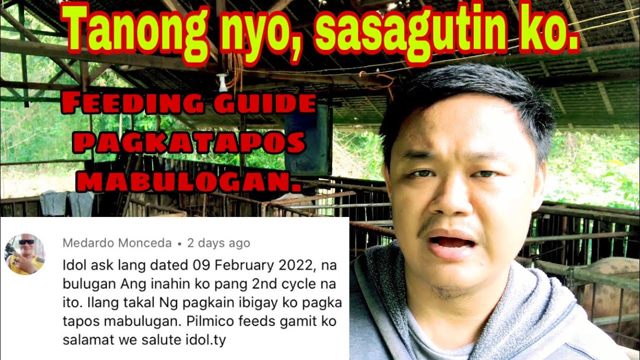 Ano ang tamang sukat sa pakain ng mga inahing baboy pagkatapos mabulogan | Ryan Patenio