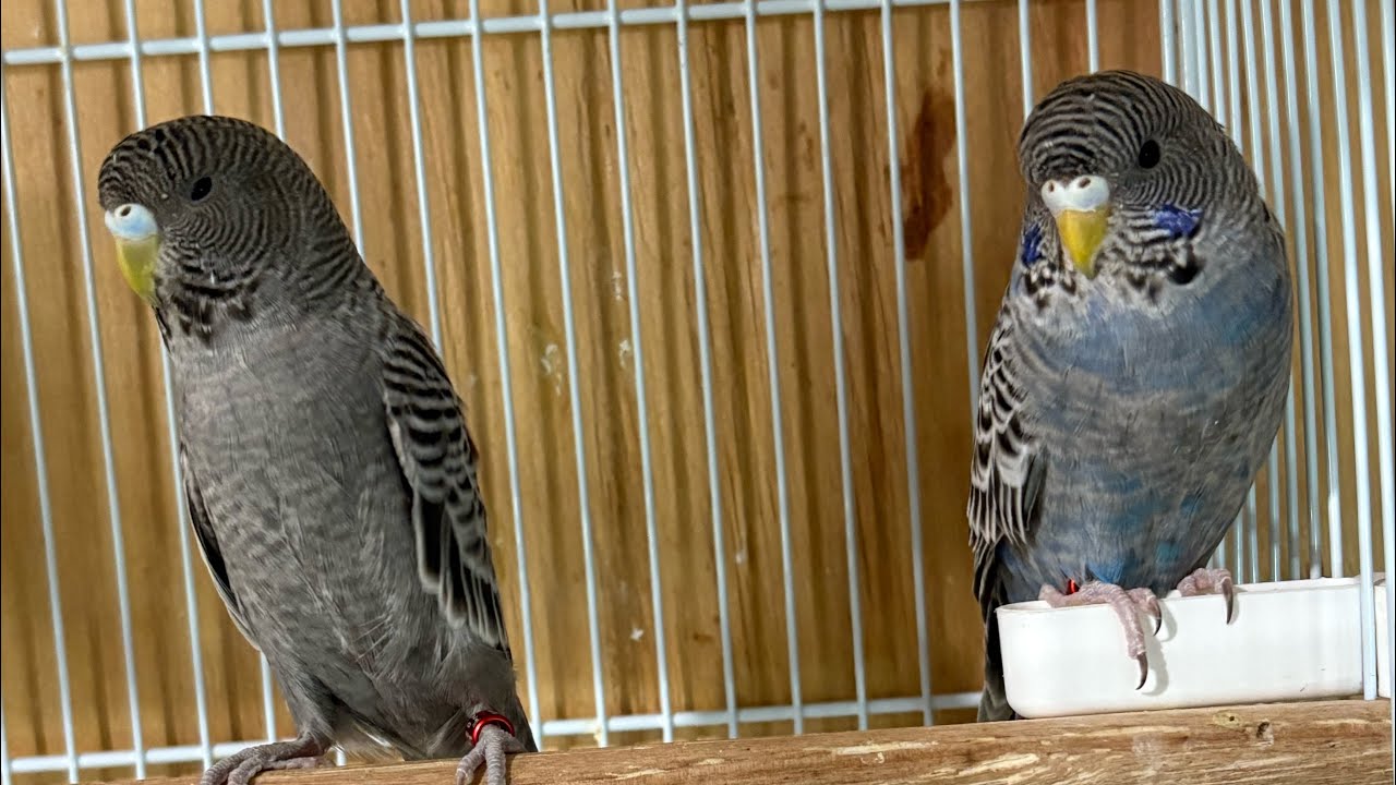 Periquitos,Diamantes de Gould y Agapornis(lovebirds) son las especies de Avicuario LA exclusividad