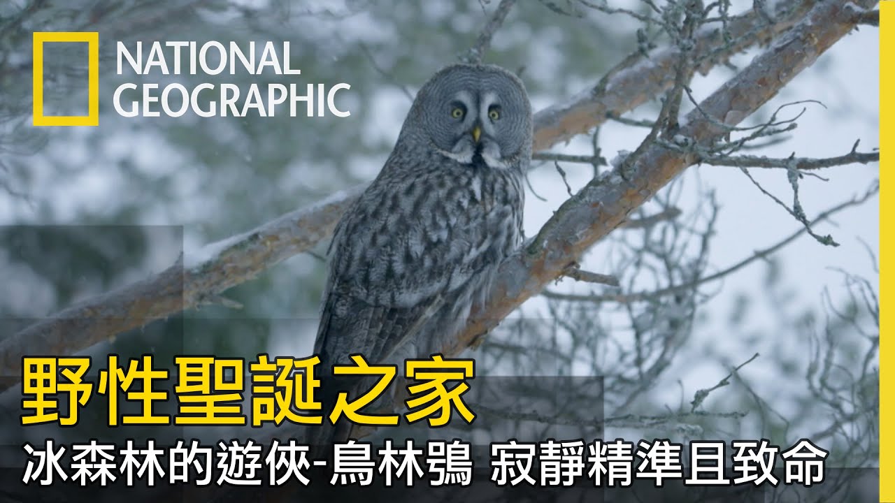 這裡的氣溫極低且寒冷　冬季厚實的雪堆影響了所有的生物　不只動物還有彷彿靜止的植物【野性聖誕之家】