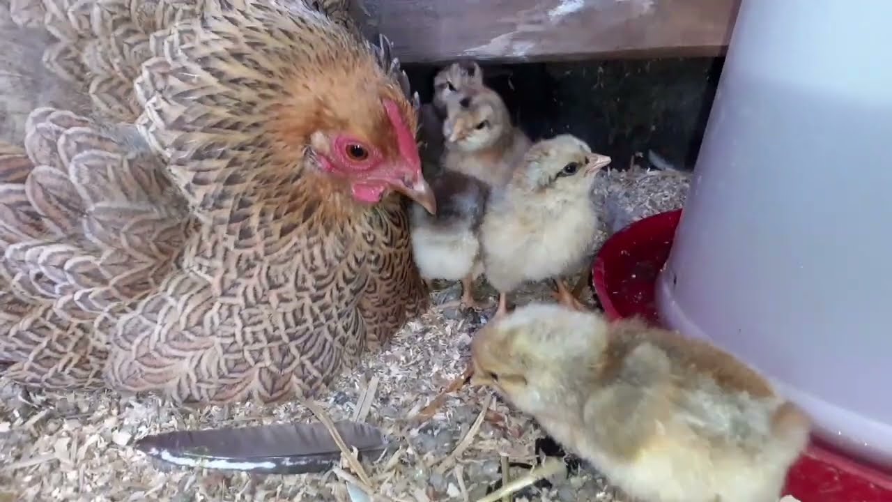 Eerste natuurbroed kuikens van 2022!!! #2