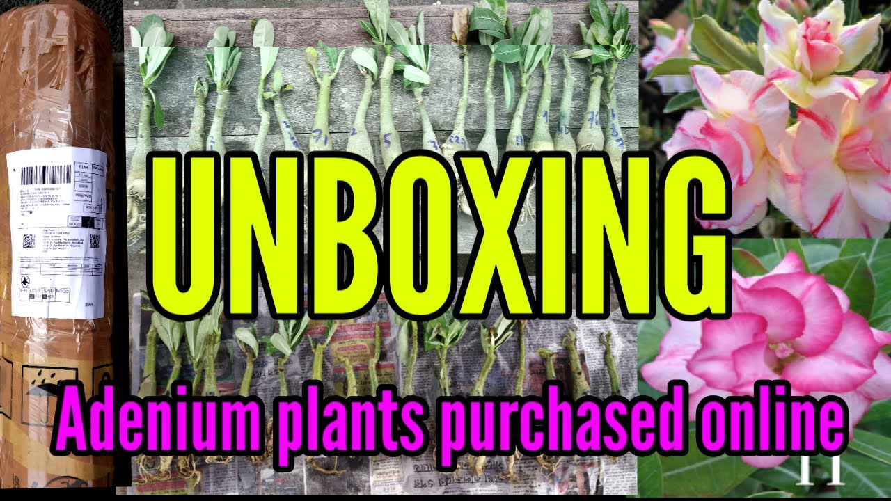 UNBOXING live adenium plants I bought online || Adenium obesum plants purchased online #unboxing