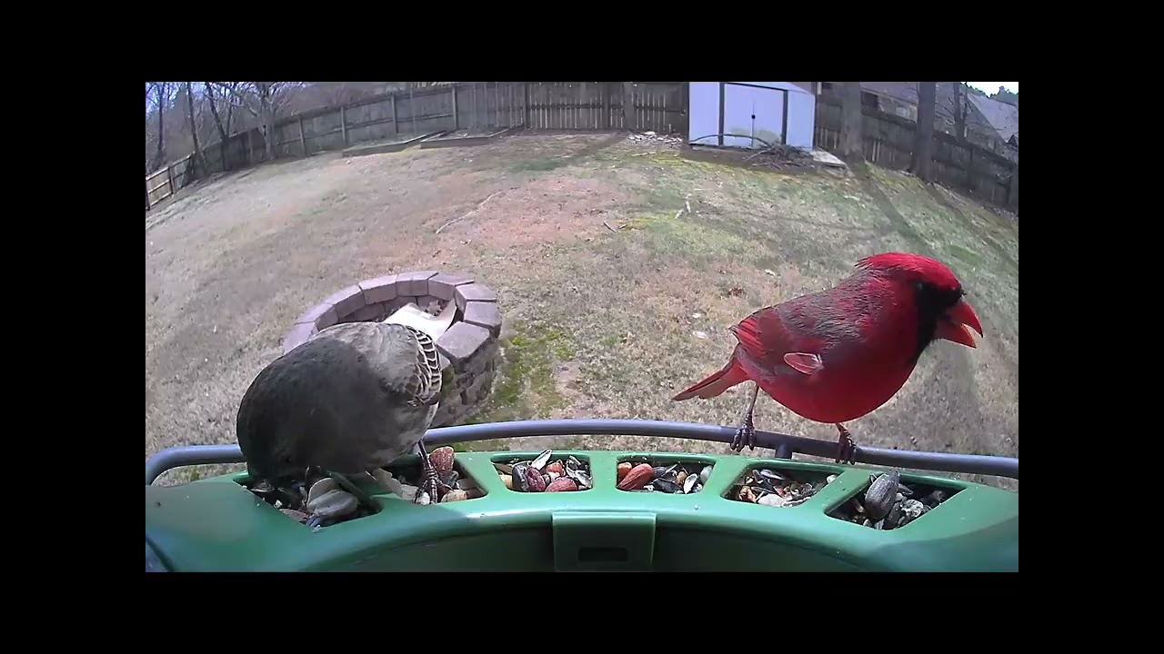 No New Birds… Just Beautiful Familiar Faces 🐦