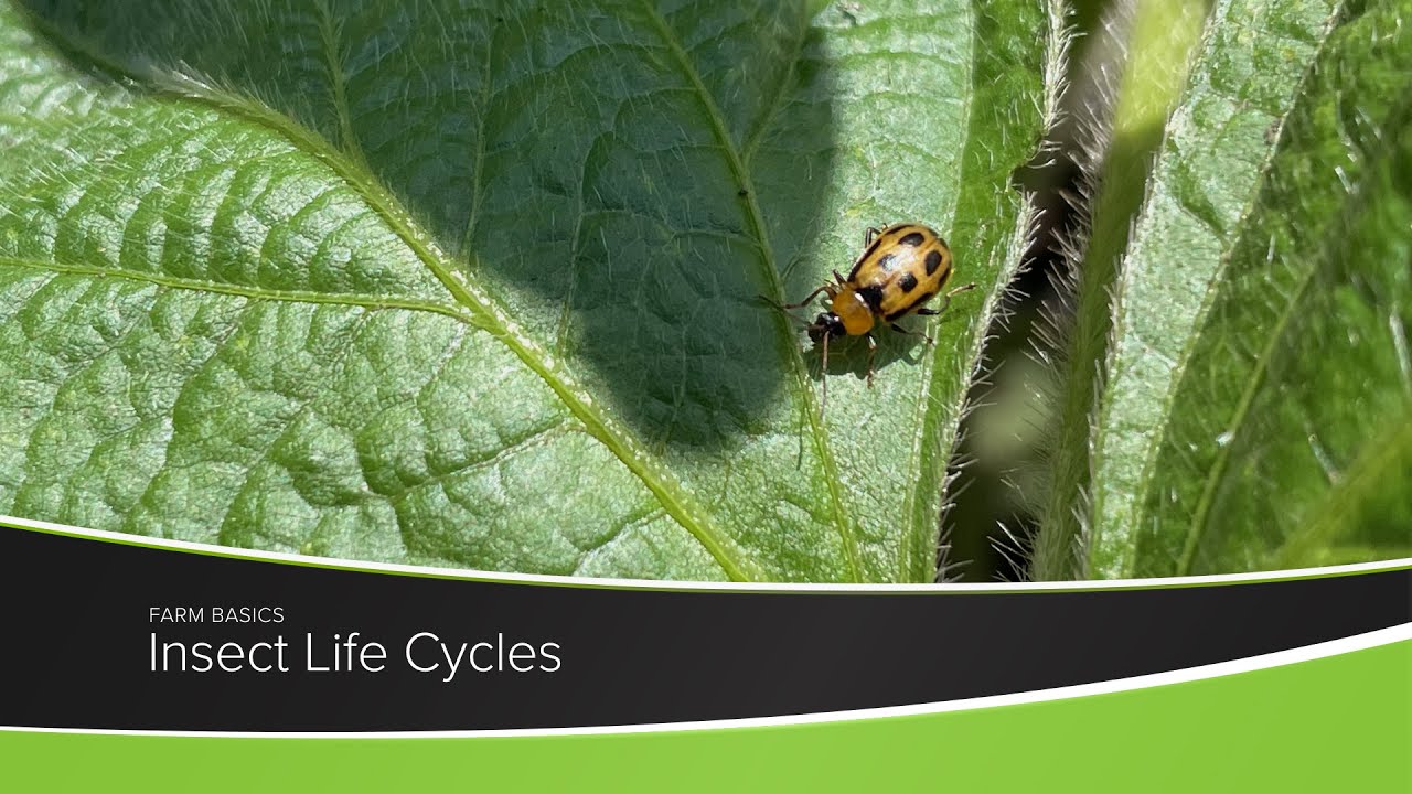 Insect Life Cycles