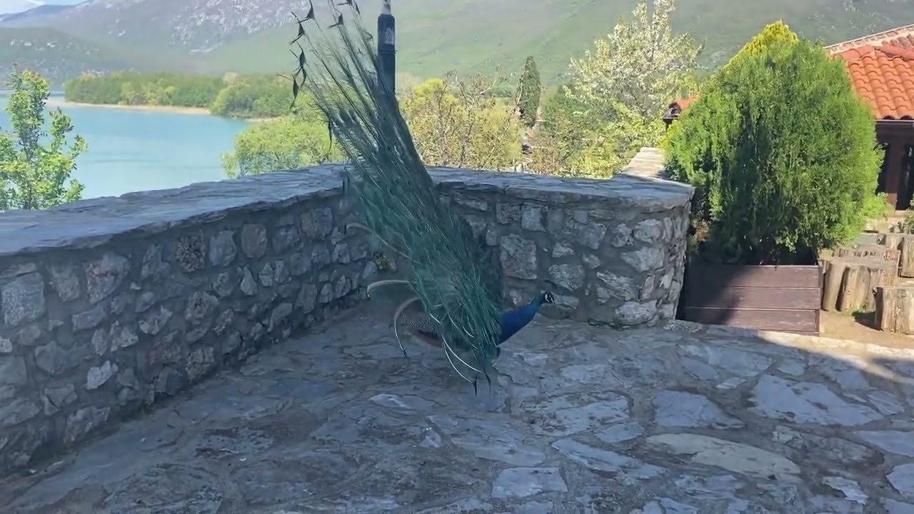 Peacock display at St Naum Monastery