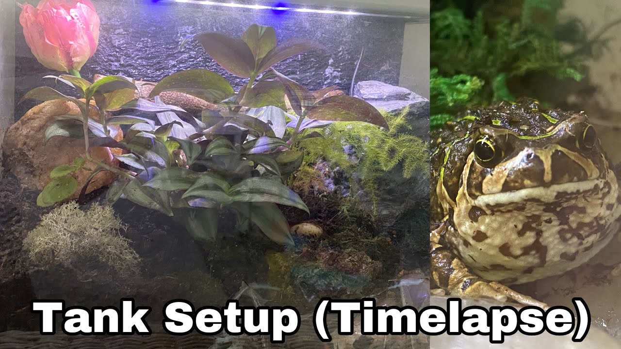 Setting Up Rain Frog Cage! | Nebula the Madagascar rain frog/hopper frog
