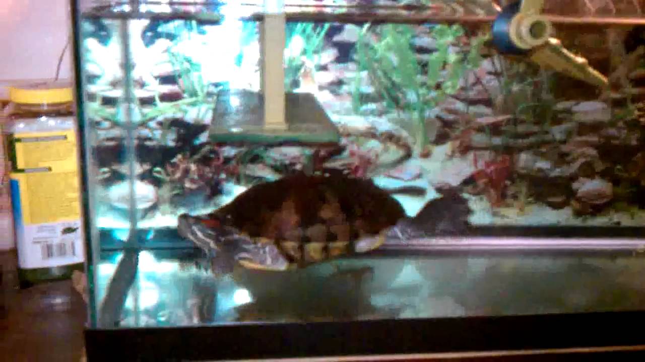 Turtle topper
