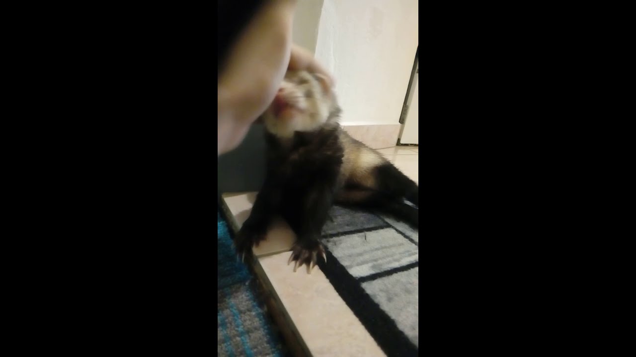 My blind ferret