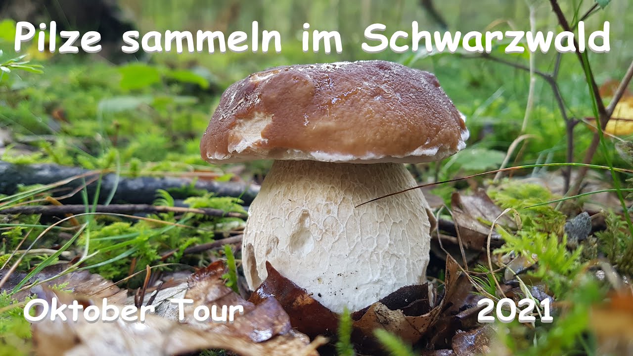 Pilze sammeln im Schwarzwald             Black Forest mushrooms