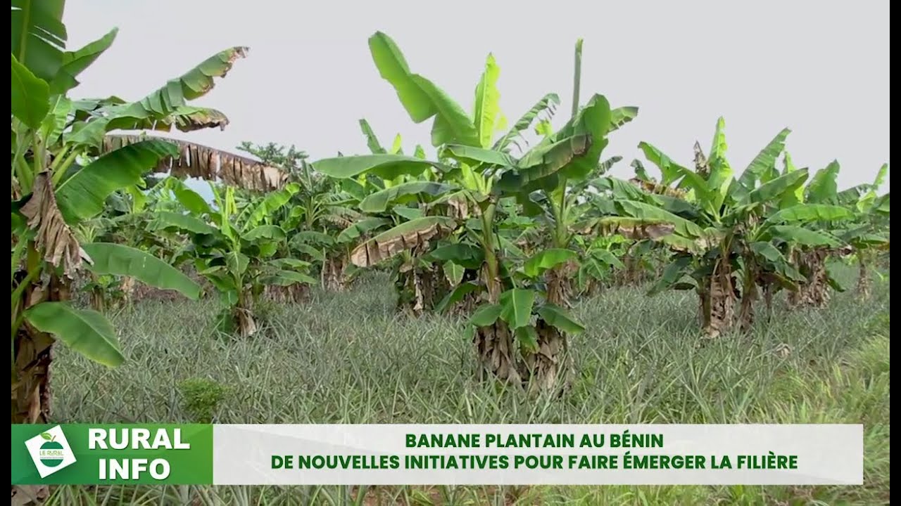 BANANES PLANTAIN AU BÉNIN - NOUVELLES INITIATIVES POUR FAIRE ÉMERGER LA FILIÈRE