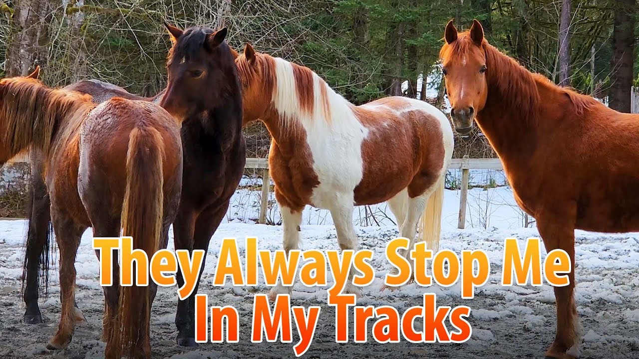 The Beauty And Fun Of The Horses Stops Me In My Tracks