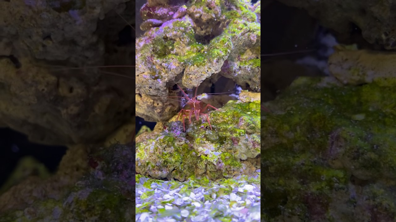 Every time I feed the shrimp this is all I hear 