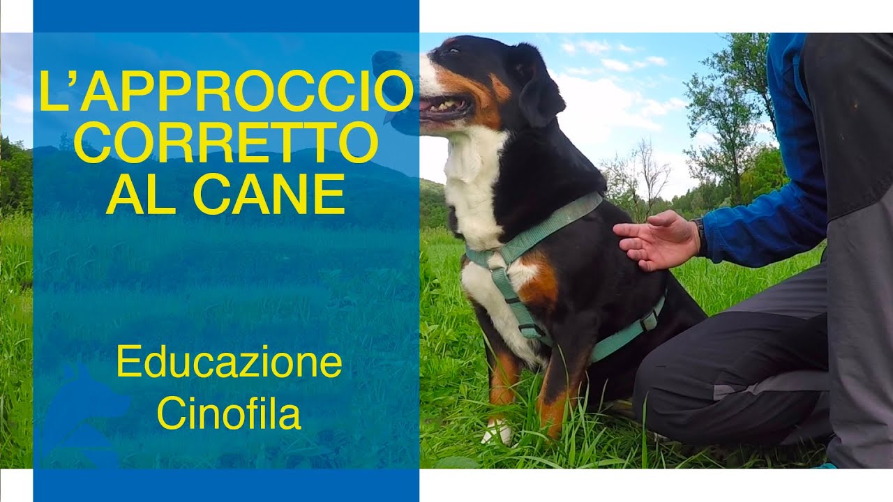 L'Approccio Corretto al Cane