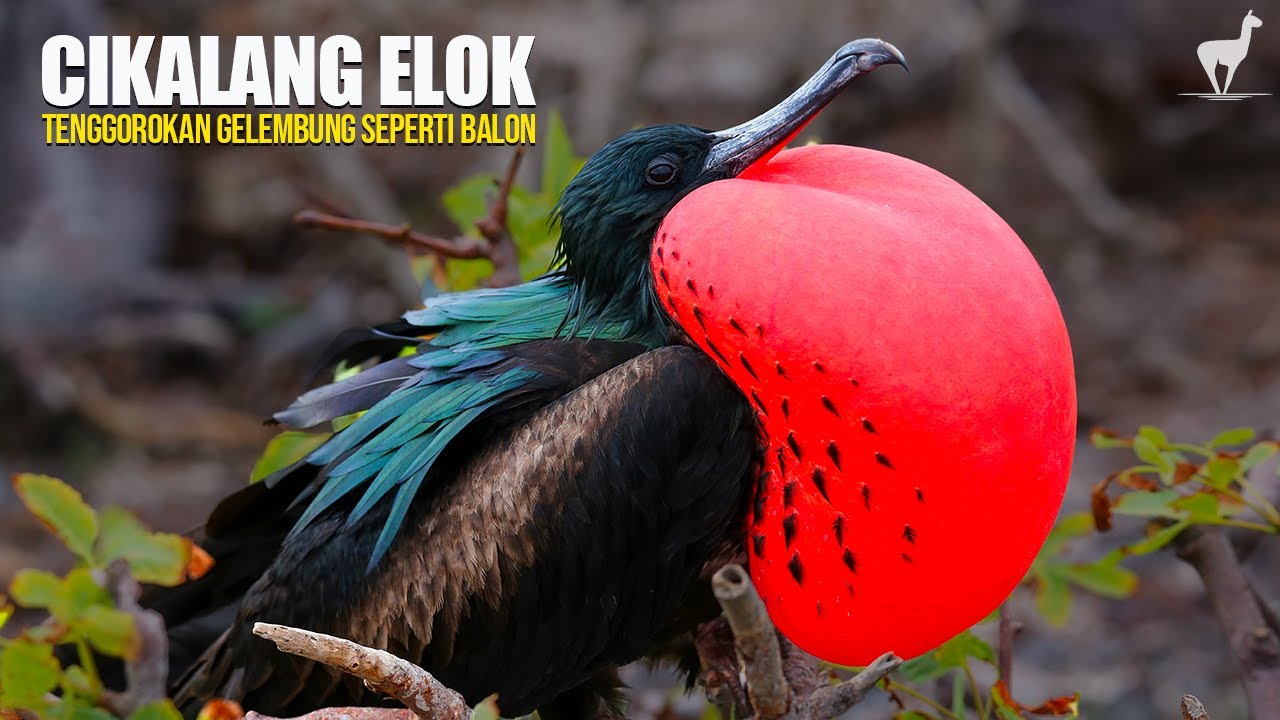 Cikalang: Burung Perompak Udara dengan Tenggorokan Menyala Seperti Balon