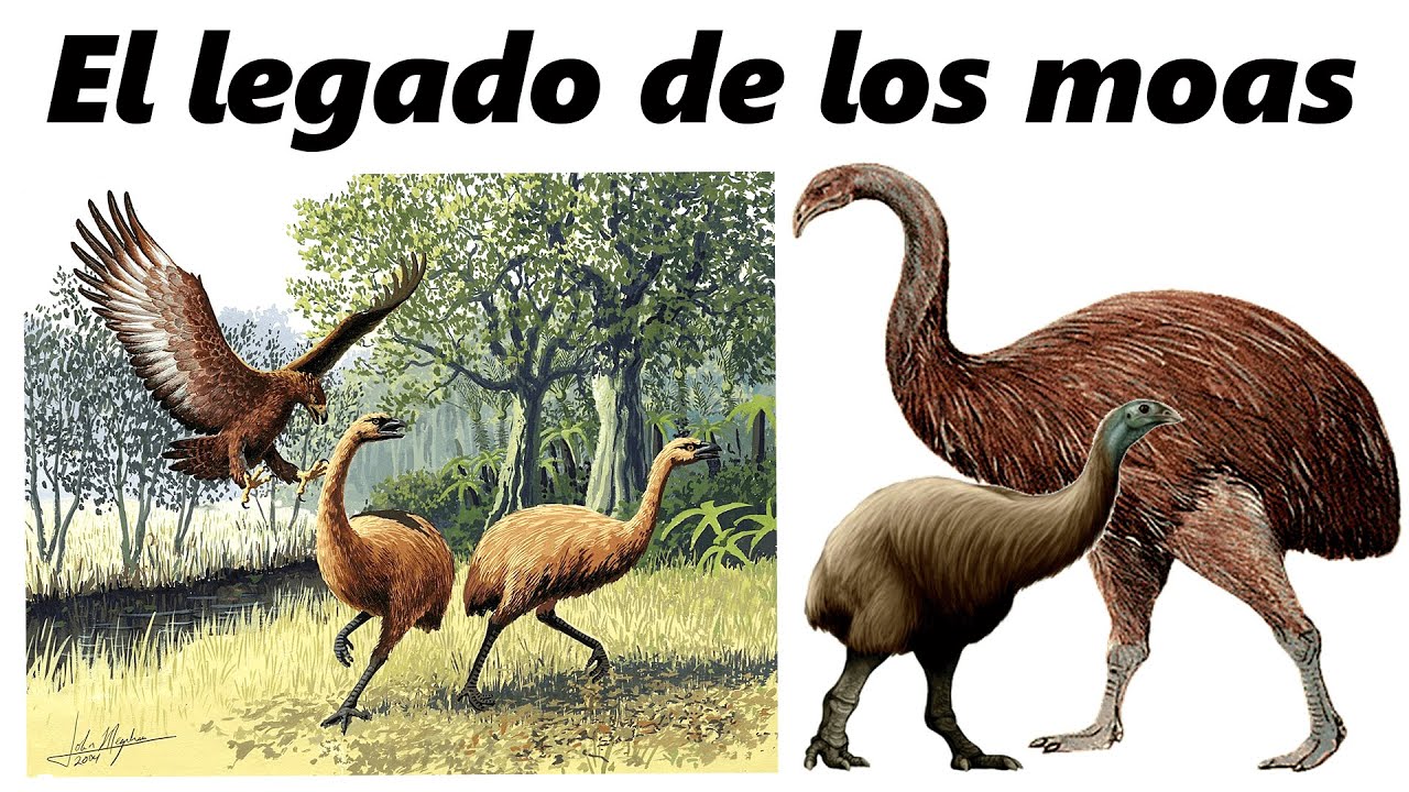 Descubre a los increíbles moas