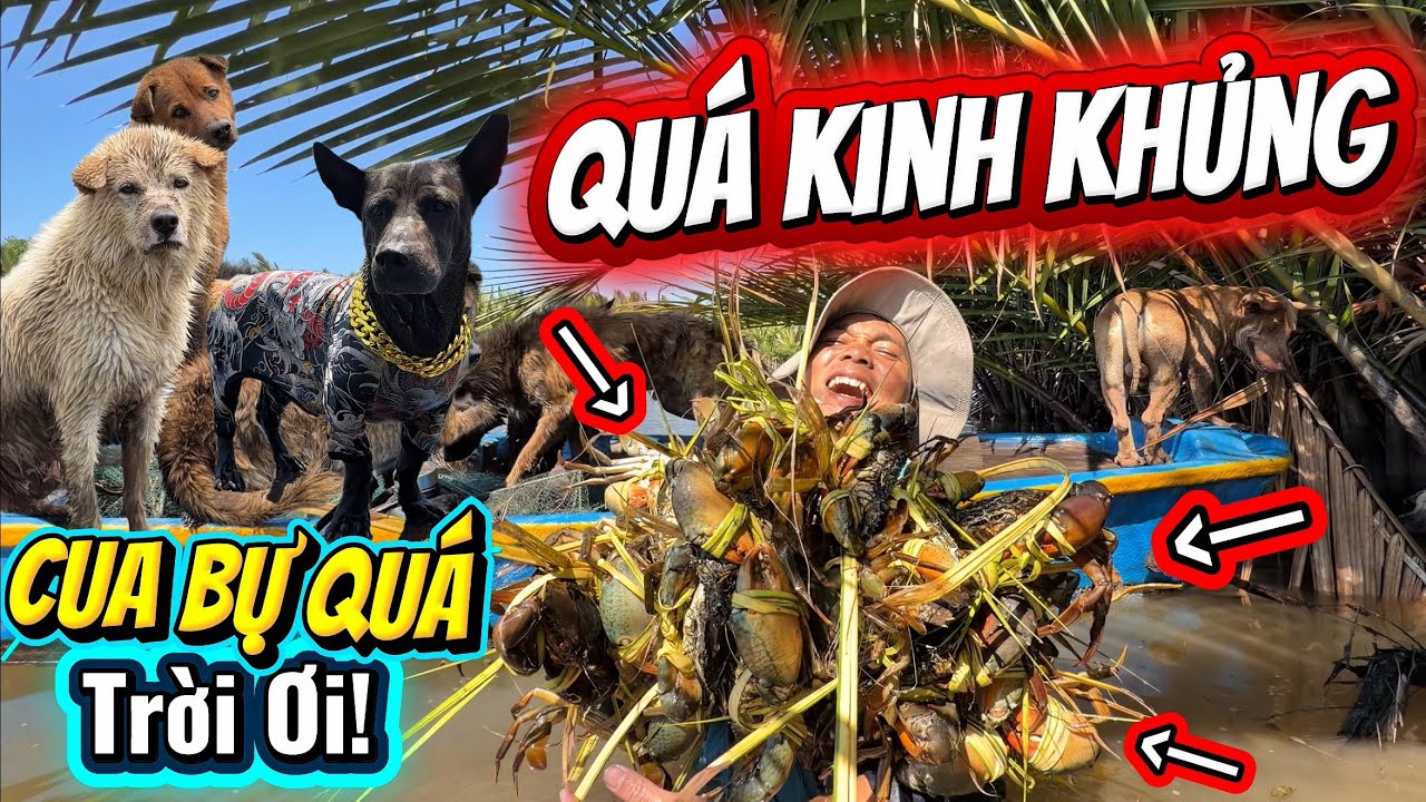 Th&agrave;nh Quả Vượt Mong Đợi Sau 2Ng&agrave;y Thả L&uacute; Trong Đập Ngập Mặn - Lần Đầu Bắt Được Nhi&ecirc;u Cua Đến Vậy