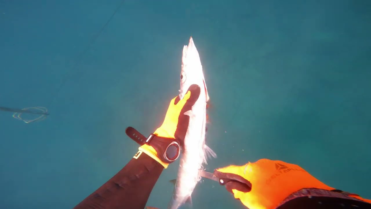 barracuda long cut