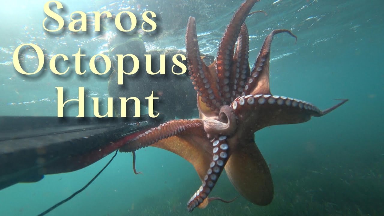 SAROS OCTOPUS HUNT