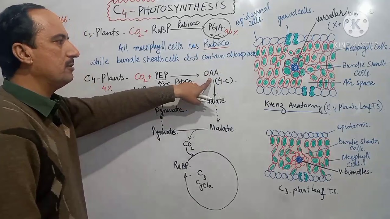 C4 photosynthesis (Hatch and Slack pathway) in URDU /HINDI