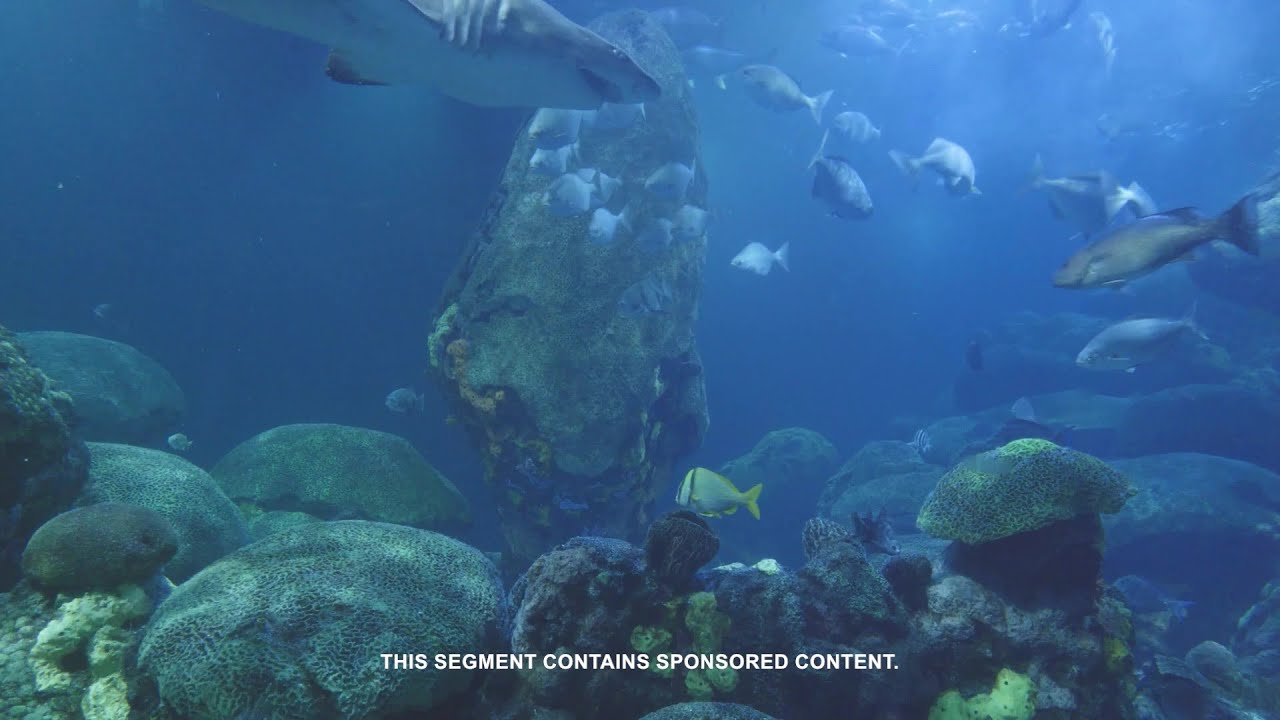 Tech Byte - The Tech Behind the Life Support Systems at the Tennessee Aquarium