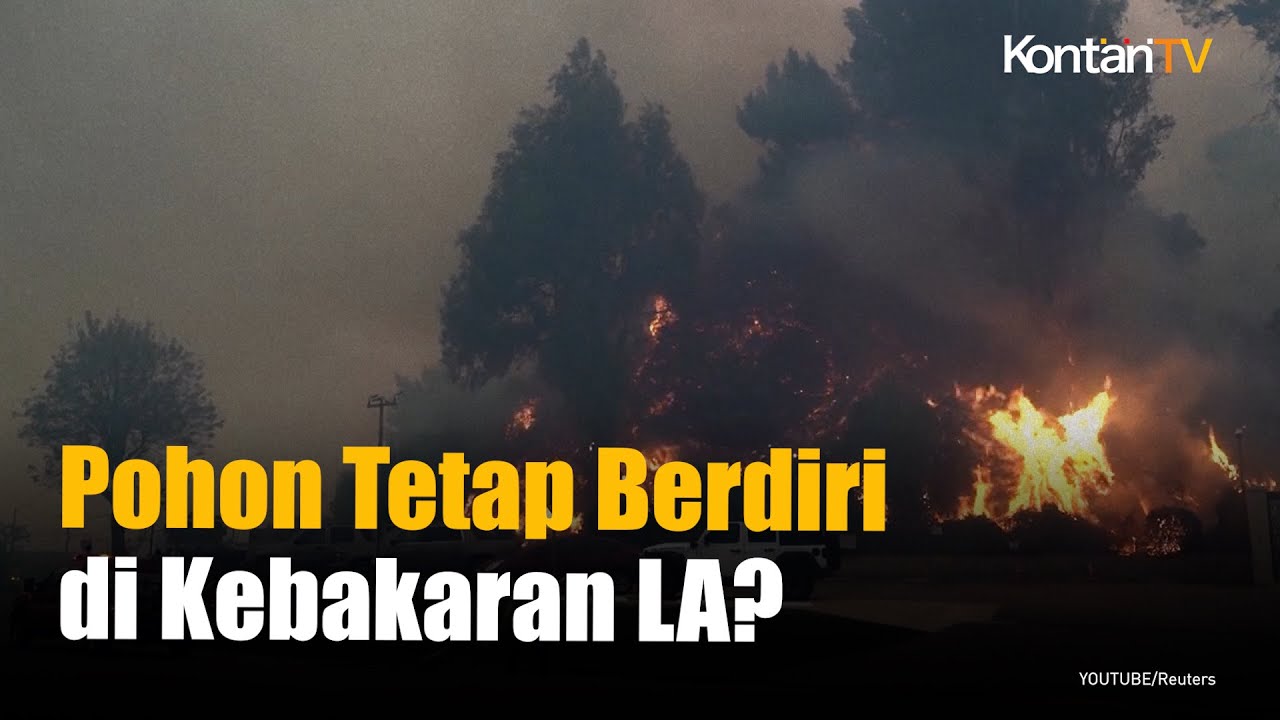 Mengapa Pohon Tetap Berdiri di Kebakaran Los Angeles? Jawabannya Sederhana | KONTAN News