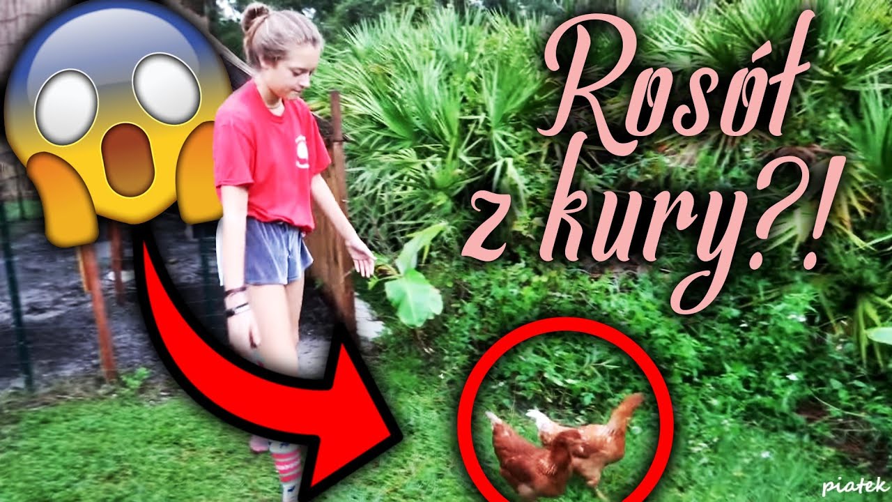 ROSÓŁ Z NASZEJ KURY!?