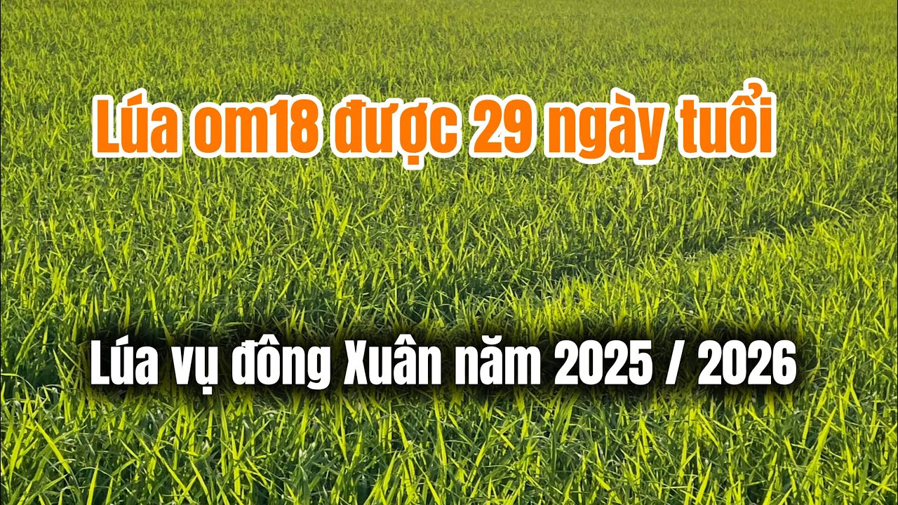 Năm 2025 / 2026 Gian Đoạn Lúa Om18 29 Ngày Tuổi 